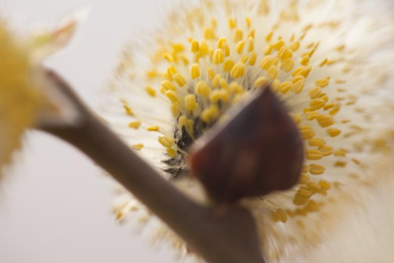 Free stock image of Dandelion close-up created by 2happy