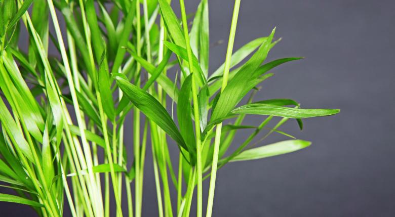 Free stock image of Green plants created by 2happy