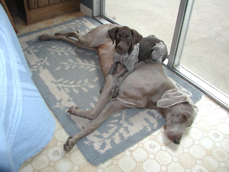 Free stock image of Paris sleeping with Madison created by Sue Osborn