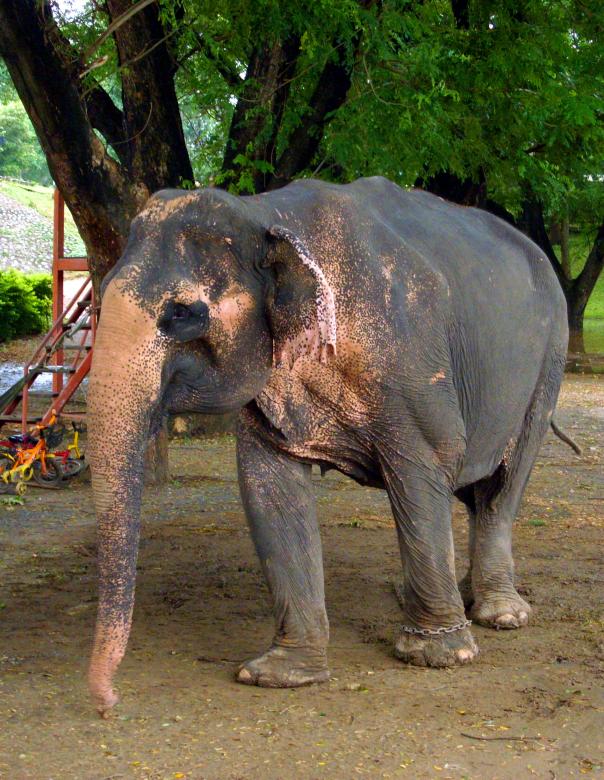 Free stock image of Asian elephant created by Chas Mac