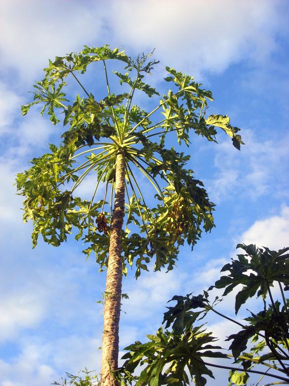 Free stock image of Papaya tree and fruit created by Chas Mac