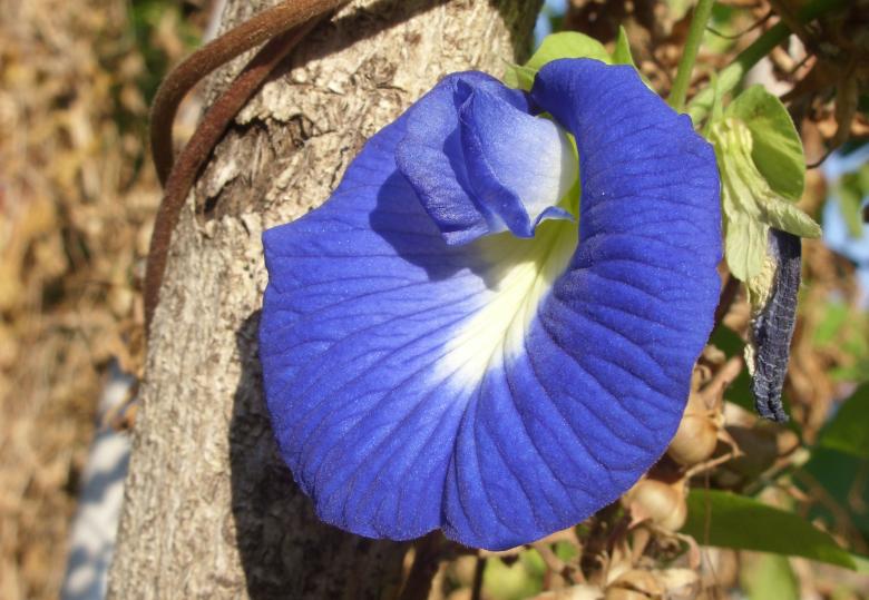 Free stock image of Butterfly pea flower - Clitoria Ternatea created by Chas Mac