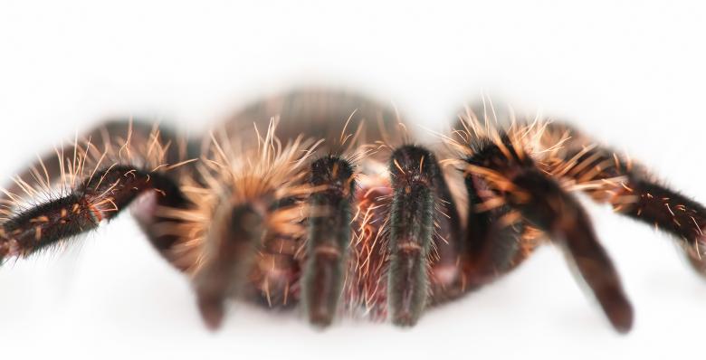 Free stock image of Hairy Spider created by 2happy