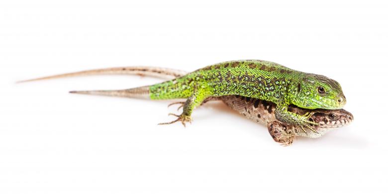 Free stock image of Lizards created by 2happy