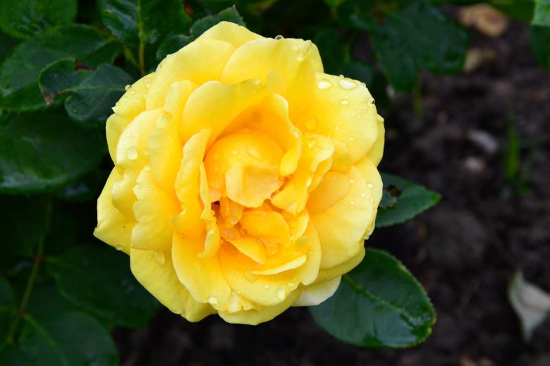 Free stock image of Rose 'You Are My Sunshine' created by Tomas Adomaitis