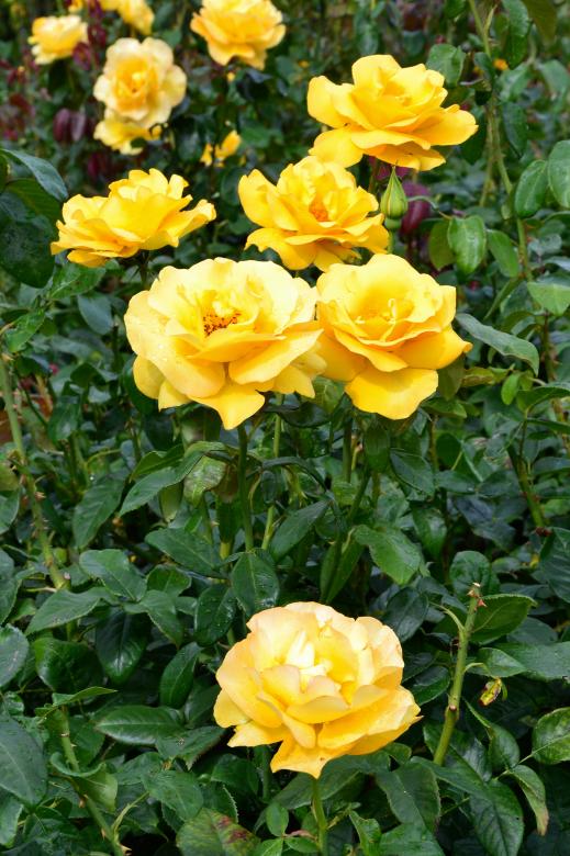 Free stock image of Hybrid tea roses 'Keep Smiling' created by Tomas Adomaitis