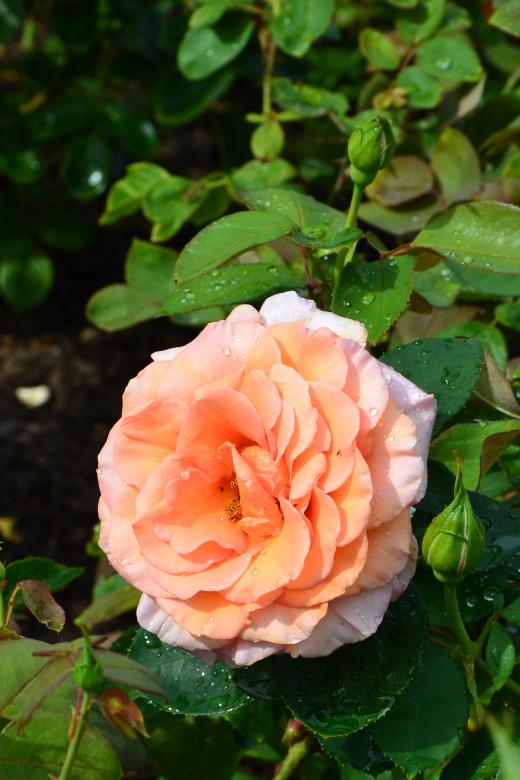 Free stock image of Rose 'Warm Wishes' created by Tomas Adomaitis