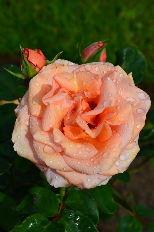 Free stock image of Hybrid tea rose 'Warm Wishes' created by Tomas Adomaitis