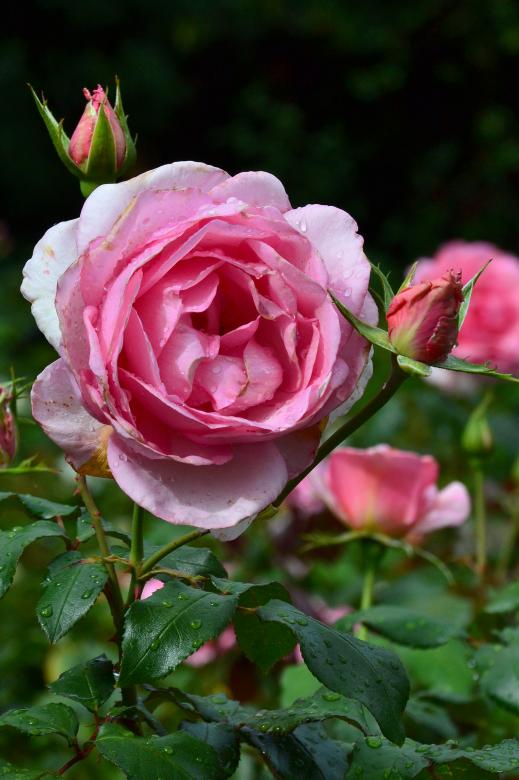Free stock image of Rose 'Westminster Pink' created by Tomas Adomaitis