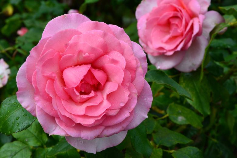 Free stock image of Hybrid tea rose 'Westminster Pink' created by Tomas Adomaitis
