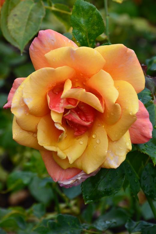 Free stock image of Rose 'Belle Epoch' created by Tomas Adomaitis