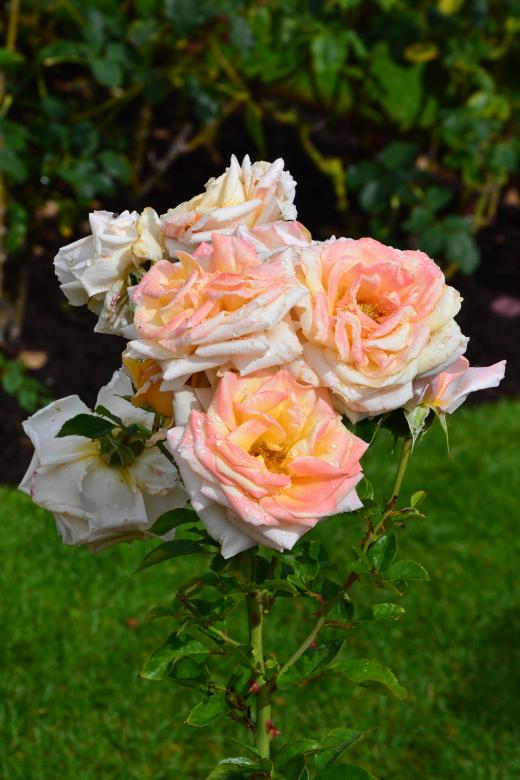 Free stock image of Hybrid tea rose 'Creme Caramel' created by Tomas Adomaitis