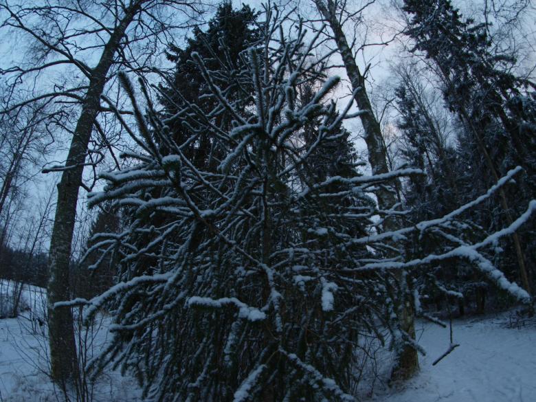 Free stock image of Snowy day created by Marko Mäkinen