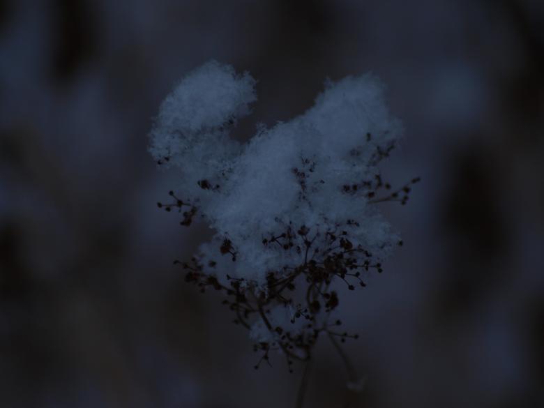 Free stock image of Snowy day created by Marko Mäkinen