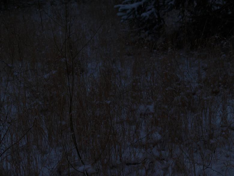 Free stock image of Winter plant created by Marko Mäkinen