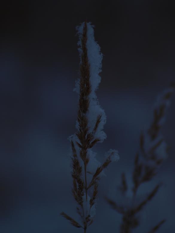 Free stock image of Winter plant created by Marko Mäkinen