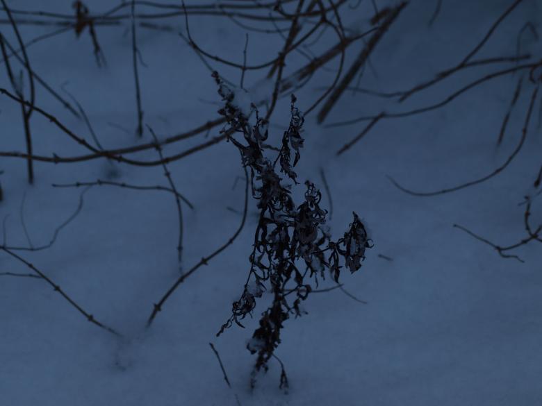Free stock image of Winter plant created by Marko Mäkinen
