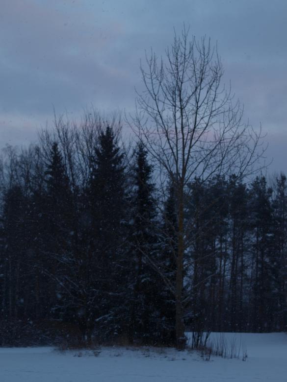 Free stock image of First snow created by Marko Mäkinen