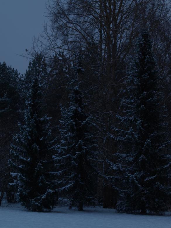 Free stock image of First snow created by Marko Mäkinen