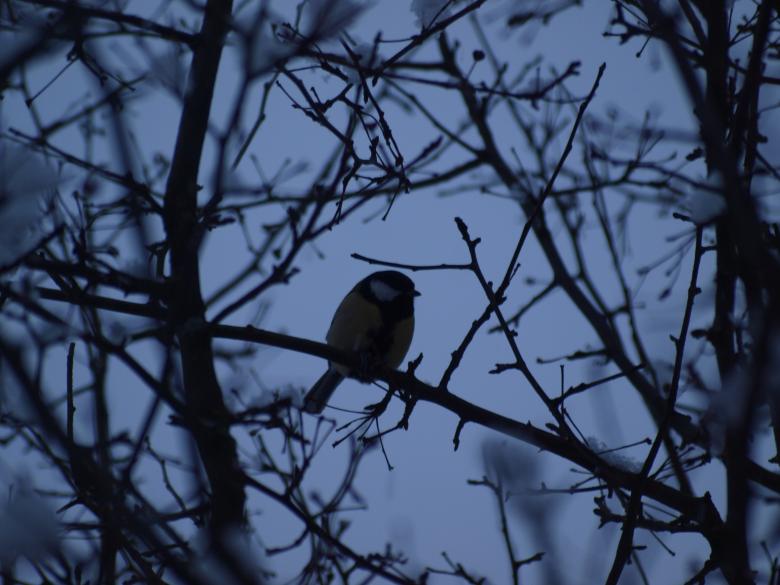Free stock image of Winter bird created by Marko Mäkinen