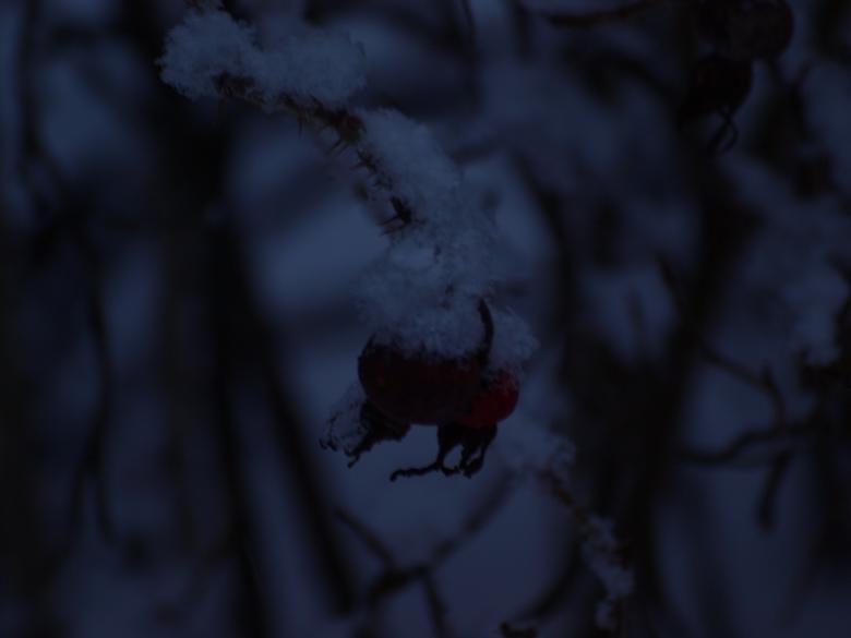 Free stock image of Winter plant created by Marko Mäkinen