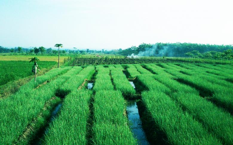 Free stock image of Green Paddy Field created by B