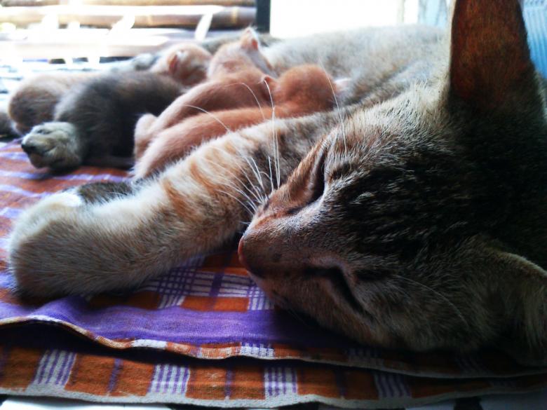 Free stock image of The Cat Family 2 created by B