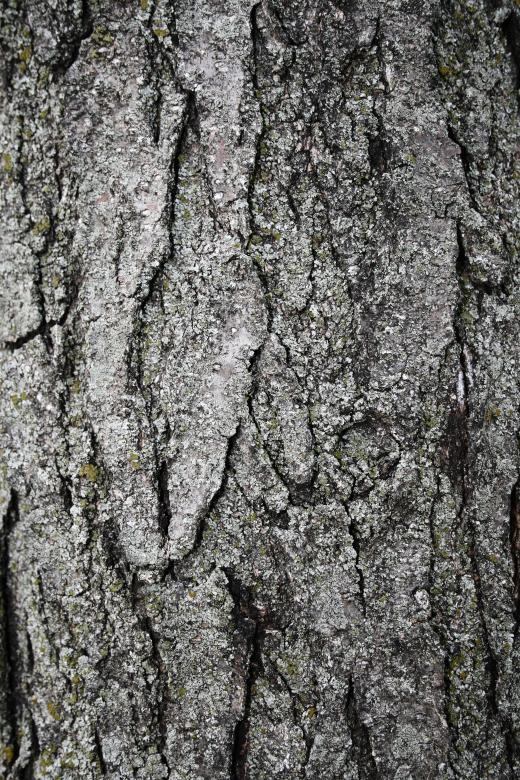 Free stock image of Tree Bark Texture created by Free Texture Friday