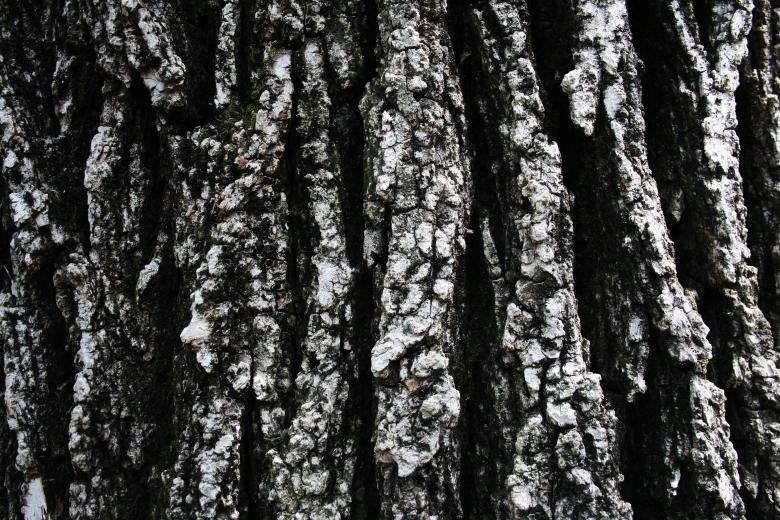 Free stock image of Tree Bark Texture created by Free Texture Friday