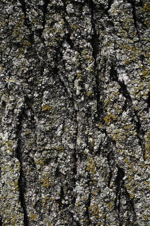 Free stock image of Tree Bark Texture created by Free Texture Friday
