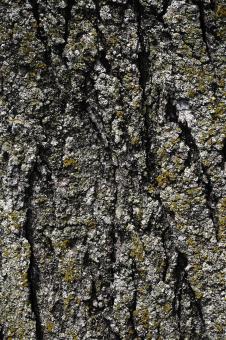 Free Stock Photo of Tree Bark Texture