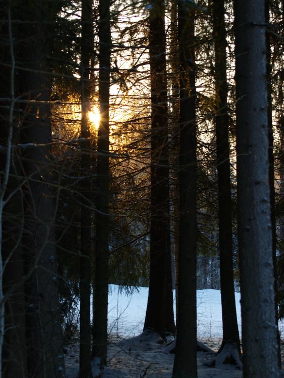 Free stock image of Frozen forest created by Marko Mäkinen