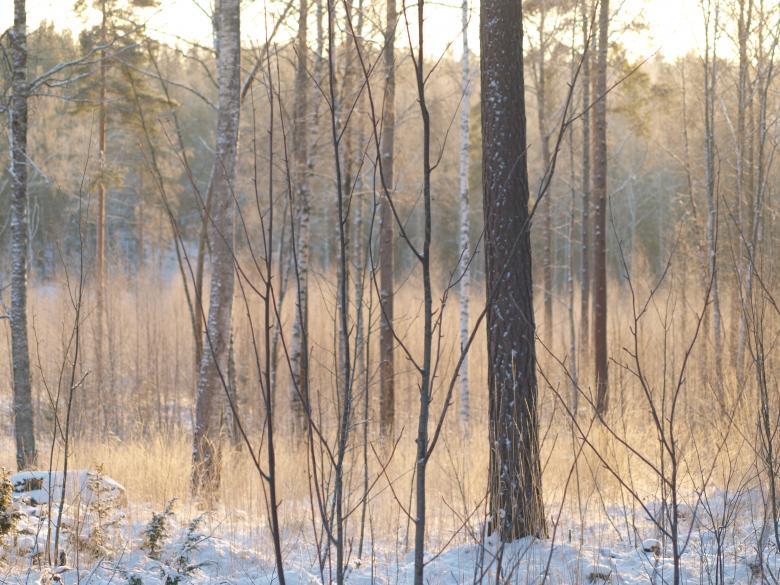 Free stock image of Frozen forest created by Marko Mäkinen