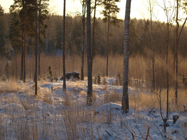 Free stock image of Frozen forest created by Marko Mäkinen