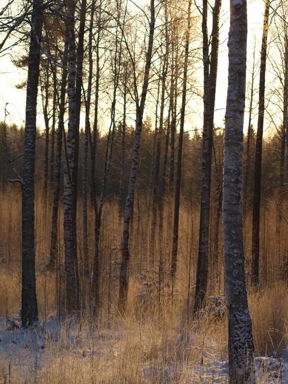 Free stock image of Frozen forest created by Marko Mäkinen