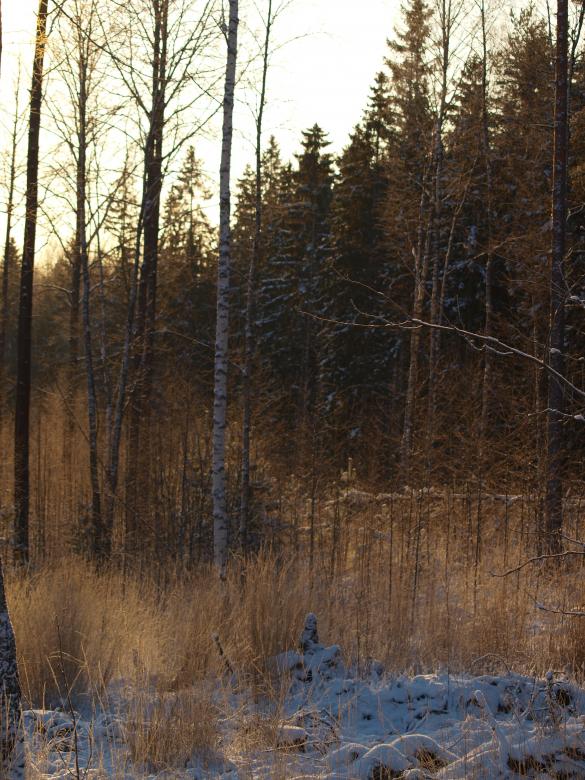 Free stock image of Frozen forest created by Marko Mäkinen