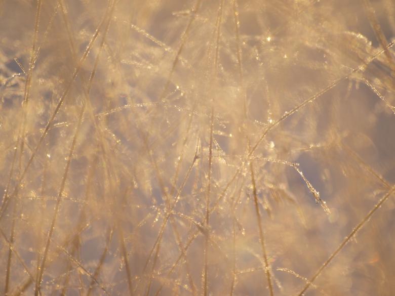 Free stock image of Frozen forest created by Marko Mäkinen