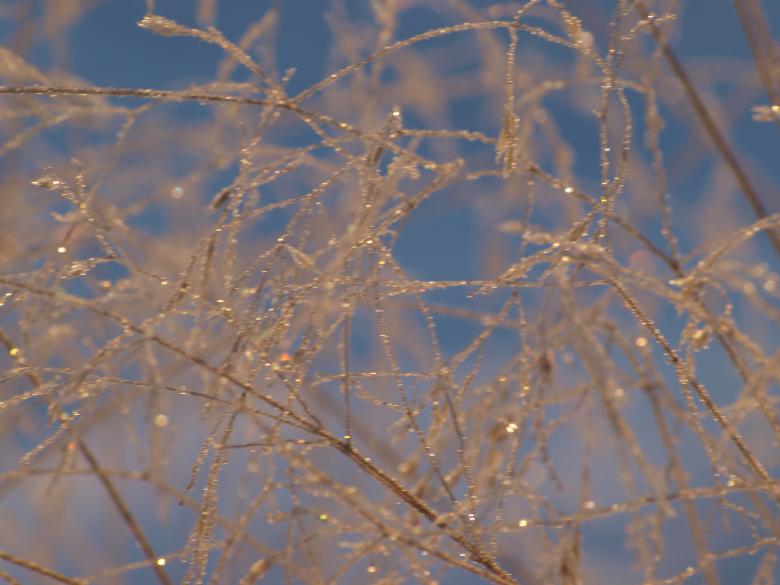 Free stock image of Frozen forest created by Marko Mäkinen