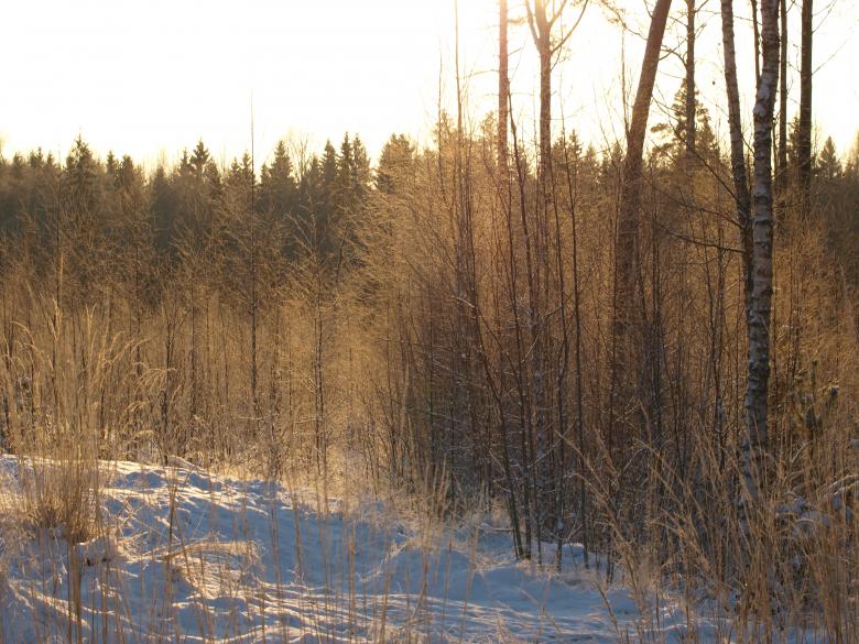 Free stock image of Frozen forest created by Marko Mäkinen