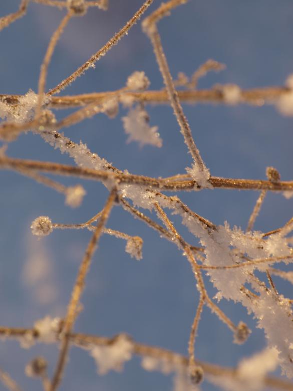 Free stock image of Frozen forest created by Marko Mäkinen