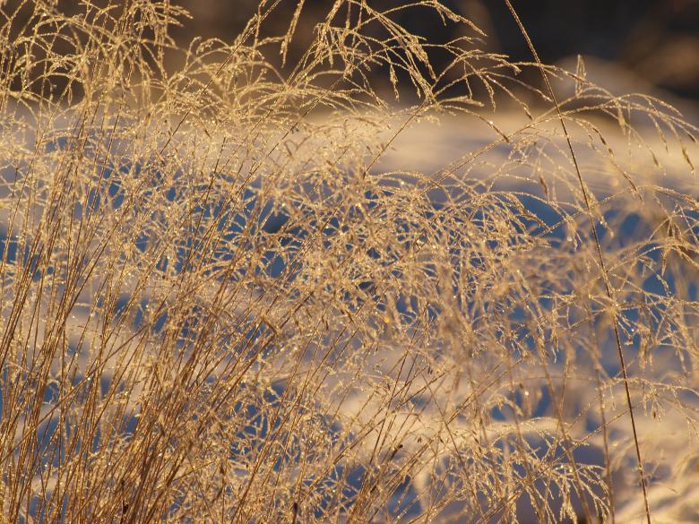 Free stock image of Frozen forest created by Marko Mäkinen
