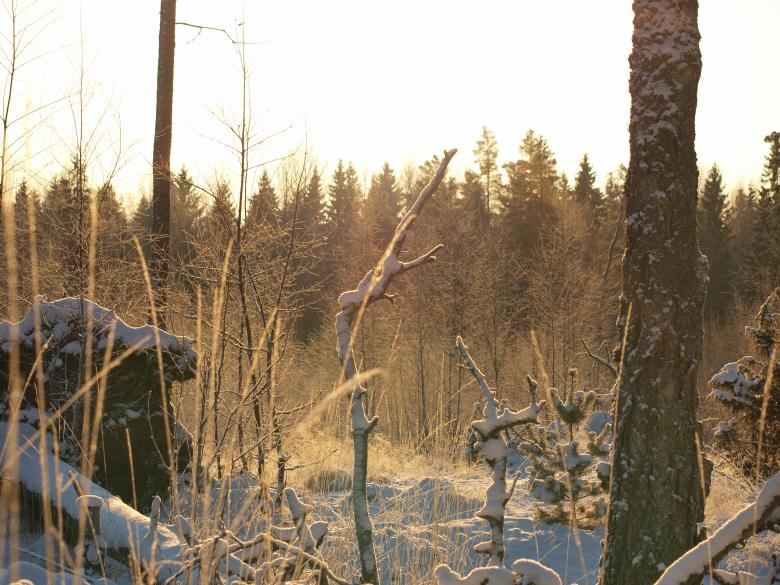 Free stock image of Frozen forest created by Marko Mäkinen