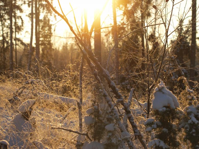 Free stock image of Frozen forest created by Marko Mäkinen