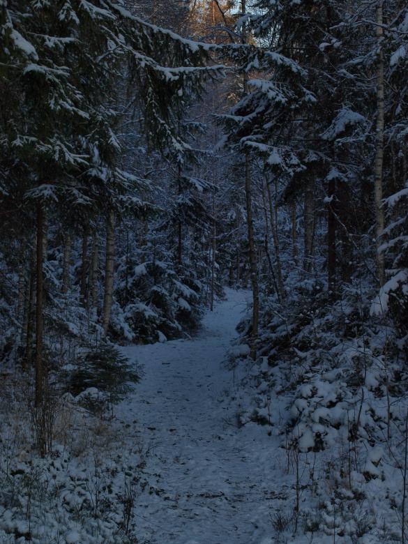 Free stock image of Frozen forest created by Marko Mäkinen