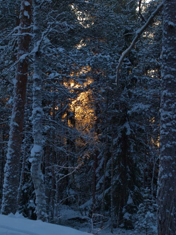 Free stock image of Frozen forest created by Marko Mäkinen
