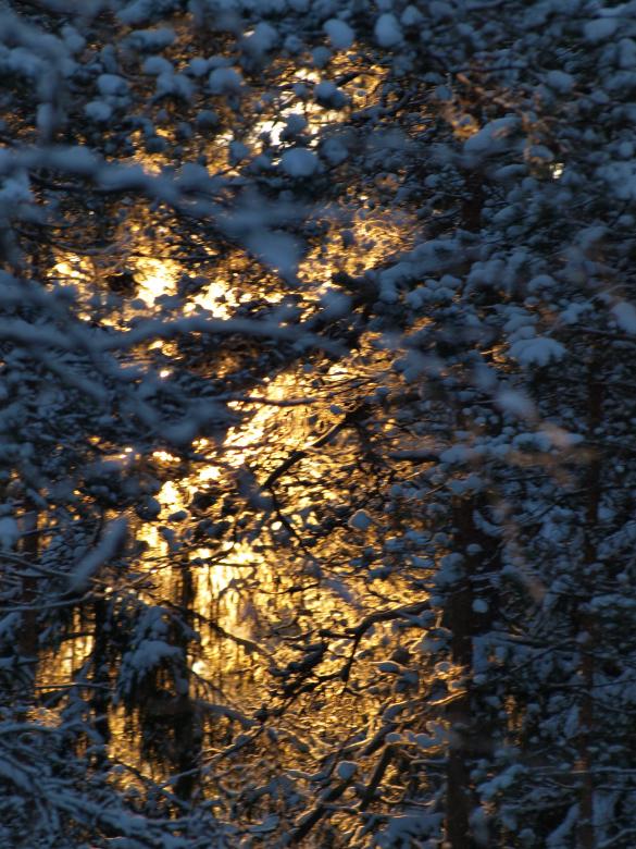 Free stock image of Frozen forest created by Marko Mäkinen