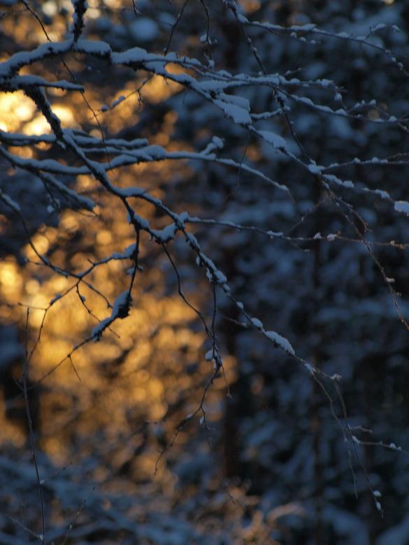 Free stock image of Frozen forest created by Marko Mäkinen