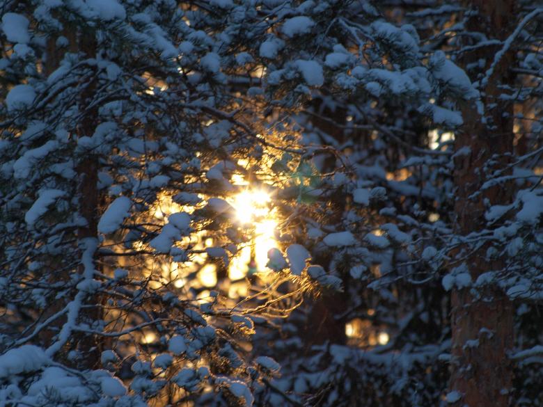 Free stock image of Frozen forest created by Marko Mäkinen