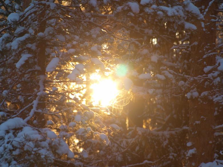 Free stock image of Frozen forest created by Marko Mäkinen