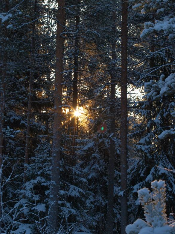 Free stock image of Frozen forest created by Marko Mäkinen